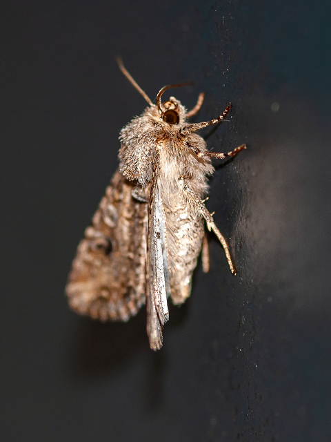 480x640px makro 11