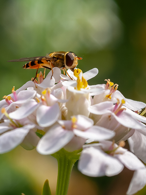 480x640px makro 14