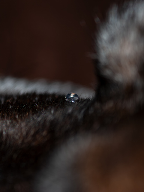 480x640px makro 15