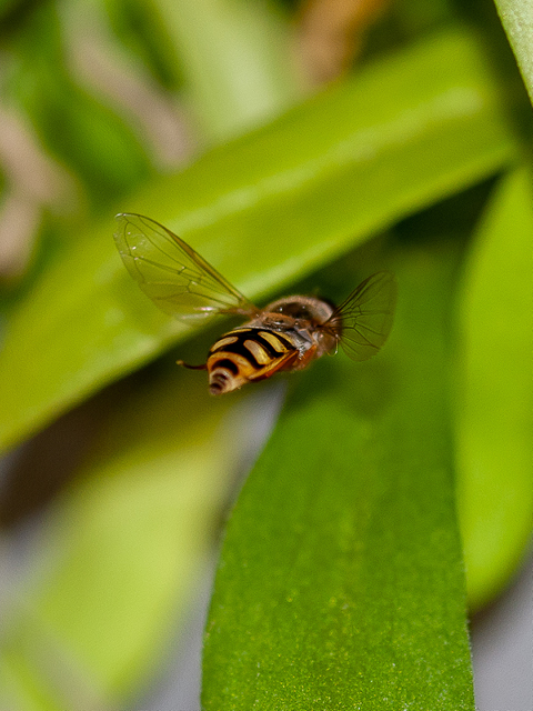 480x640px makro 17