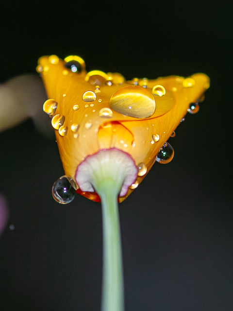 480x640px makro 19