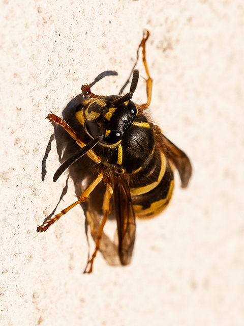 480x640px makro 7